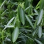 ช้อยนางรำ (ต้นไม้เต้นได้) - Telegraph plant (Codariocalyx motorius)