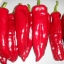 พริกหวานเขากระทิงสีแดง - Red Bulls Horn Pepper