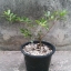 ต้นเชอร์รี่ริโอแกรนด์ - Cherry of Rio Grande (Eugenia involucrata)
