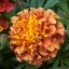 ดาวเรืองสีชมพู - Strawberry Blonde French Marigold