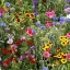 ดอกไม้ป่าคละพันธุ์ - Mixed Wildflower