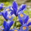 ไอริสดัชช์ - Iris hollandica