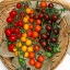 มะเขือเทศเชอรี่คละสี - Mixed Cherry Tomato