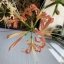หัวลิลลี่แมงมุมสีชมพูกลีบหยิก - Pink Curling Spider Lily (Lycoris Sp.) 1 หัว