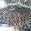 จันผาเลือดมังกร - Dragon Blood Tree (Dracaena Draco) 10 เมล็ด