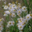 คัตเตอร์สีขาว - White Cutter Aster