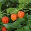 โคมไฟจีน - Physalis alkekengi