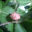 หม่อนรัสเซีย - Russian Mulberry