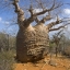 เบาบับ - Baobab (Adansonia)