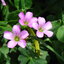 รากผักแว่นดอย - Oxalis corymbosa 50 กรัม