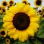ทานตะวันโกลด์รัช - Gold Rush Sunflower (พันธุ์ตัดดอก)