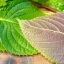 ชิโสะใบสองสี - Bicolor Perilla (Shiso)