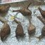 มะยมเงิน มะยมทอง - Phyllanthus mirabilis