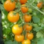 มะเขือเทศซันชูการ์ F1 - Sun Sugar F1 Tomato (หวานมาก 10 Brix)